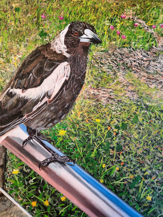 Magpie at Tacking Point Lighthouse