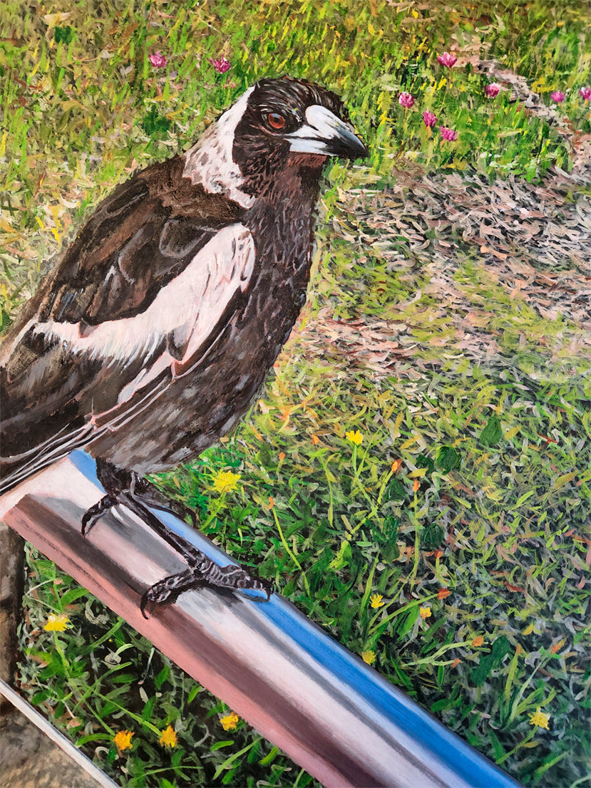 Magpie at Tacking Point Lighthouse
