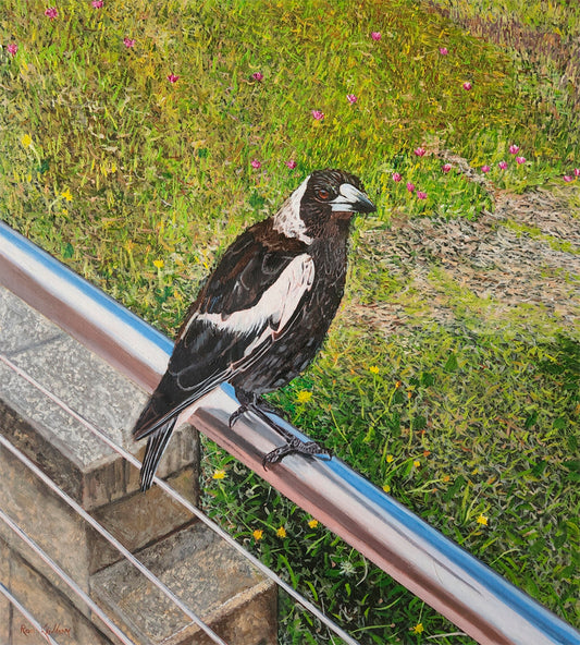 Magpie at Tacking Point Lighthouse