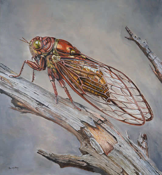 Entomorph 1 – Cicada