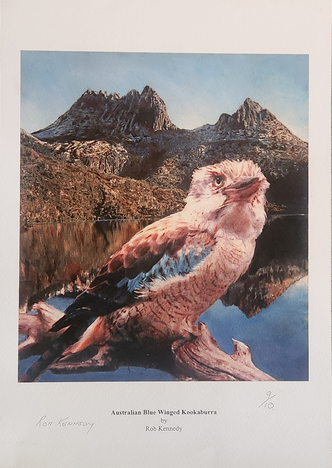 Kookaburra at Cradle Mountain